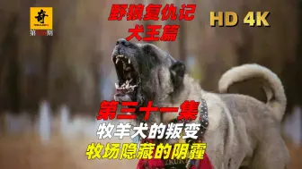 Download Video: 纪录片解说，【野狼复仇记第五季】第三十一集，牧羊犬的叛变，农场隐藏的阴霾