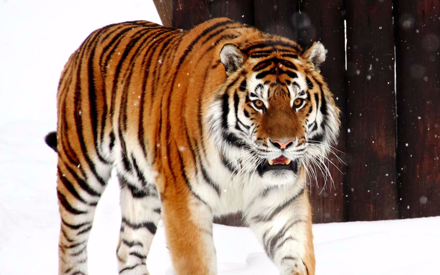 颜值可与模特东北虎匹敌的另一只网红西伯利亚虎_哔哩哔哩 (゜-゜)つ