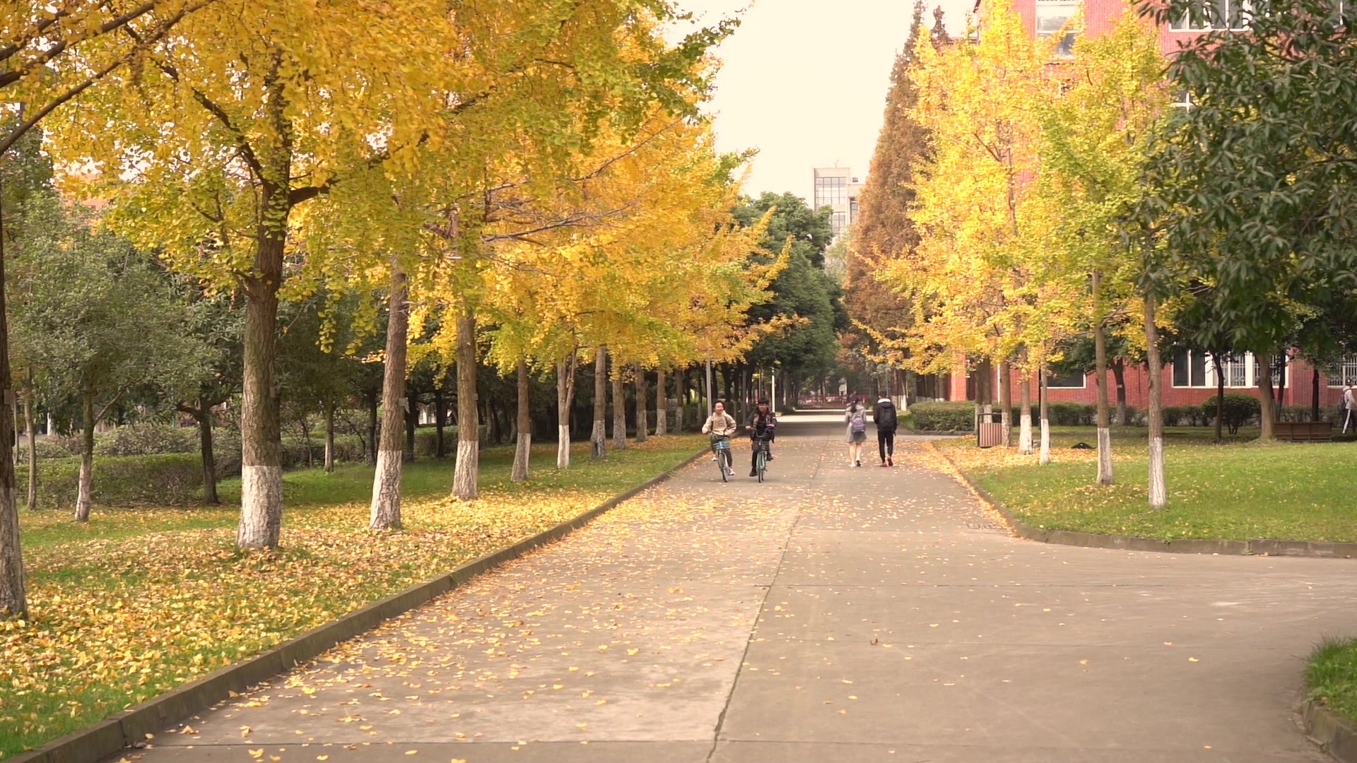 【西南交通大学】秋天住在我心里啦!哔哩哔哩bilibili