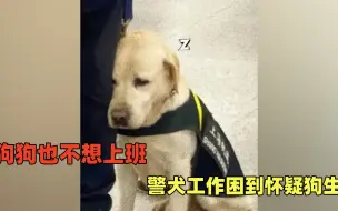 Download Video: 狗狗也不想工作，警犬上班困到怀疑狗生，向工作人员撒娇要睡觉觉