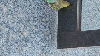 可爱的小雀雀