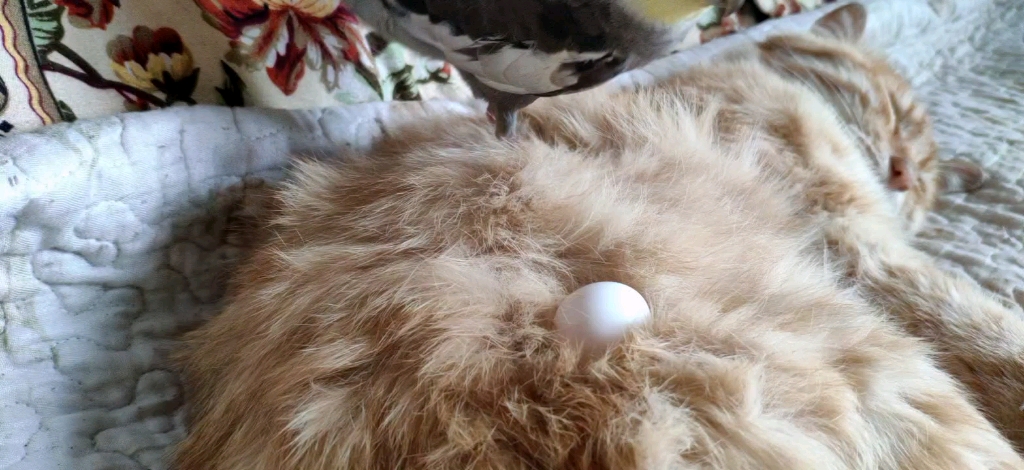 在猫身上下蛋的鸟优秀