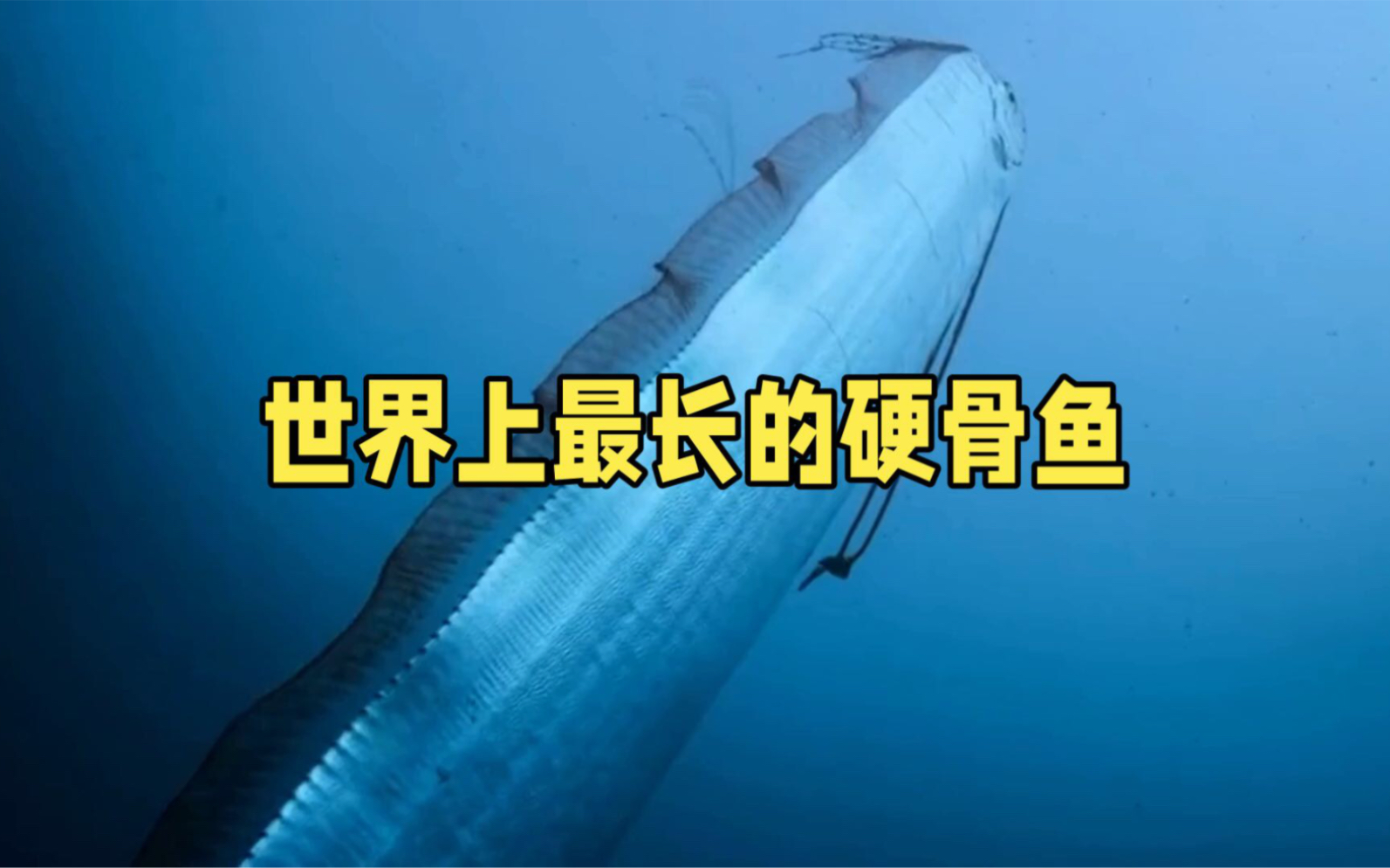 皇带鱼:海洋中的神秘长带,灾难与奇迹的象征