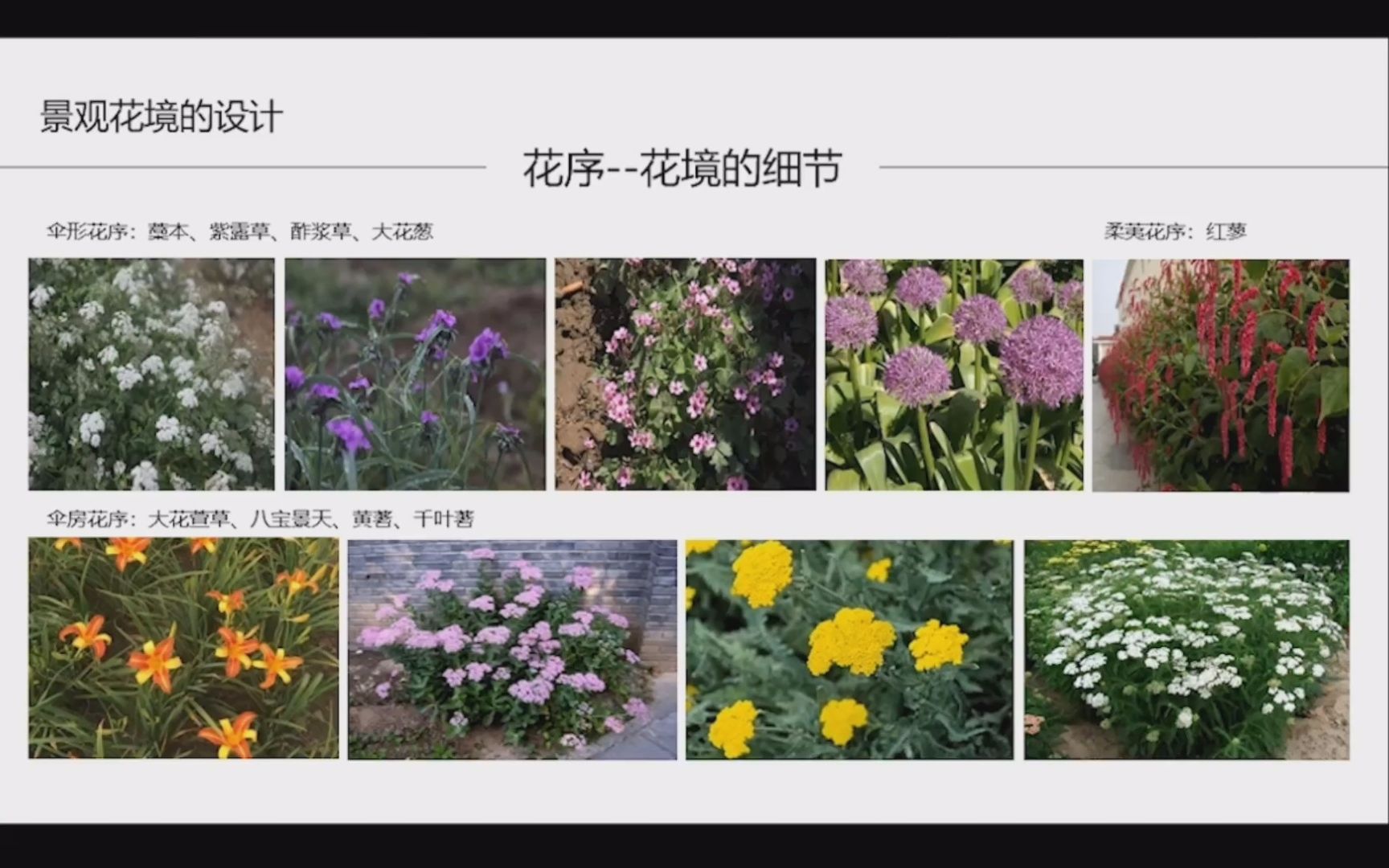 花境的种植形式(2)哔哩哔哩bilibili