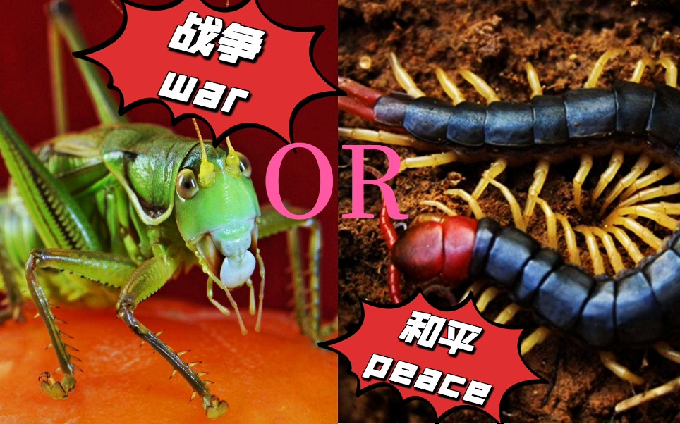活动作品蝈蝈vs蜈蚣精彩绝伦当战斗意想不到的结局