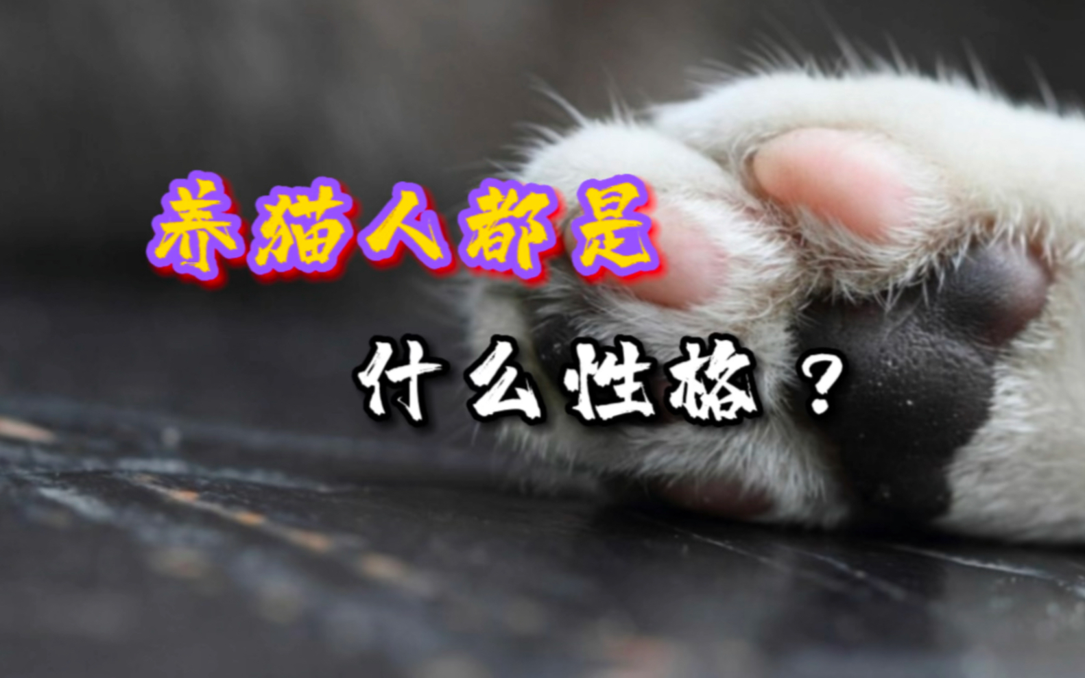 猫奴性格分析,养猫的铲屎官都是什么性格特征#养猫人#萌趣乐宠#科学