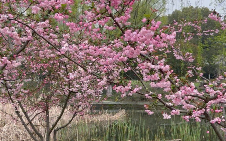 苏州春日vlog: 阳澄湖美人腿半岛花情