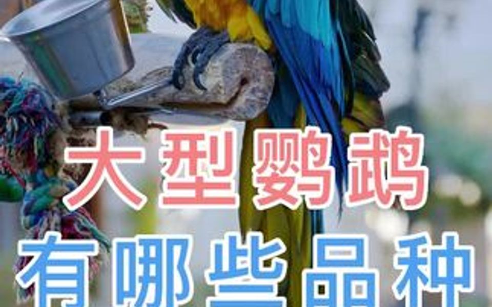 大型鹦鹉有哪些品种哔哩哔哩bilibili