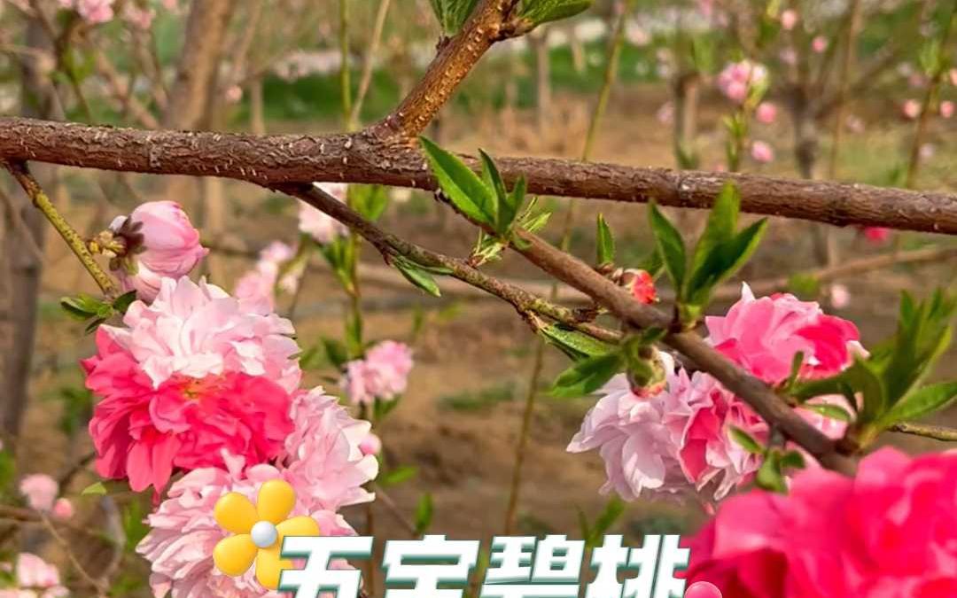 你见过这样的碧桃花吗?哔哩哔哩bilibili