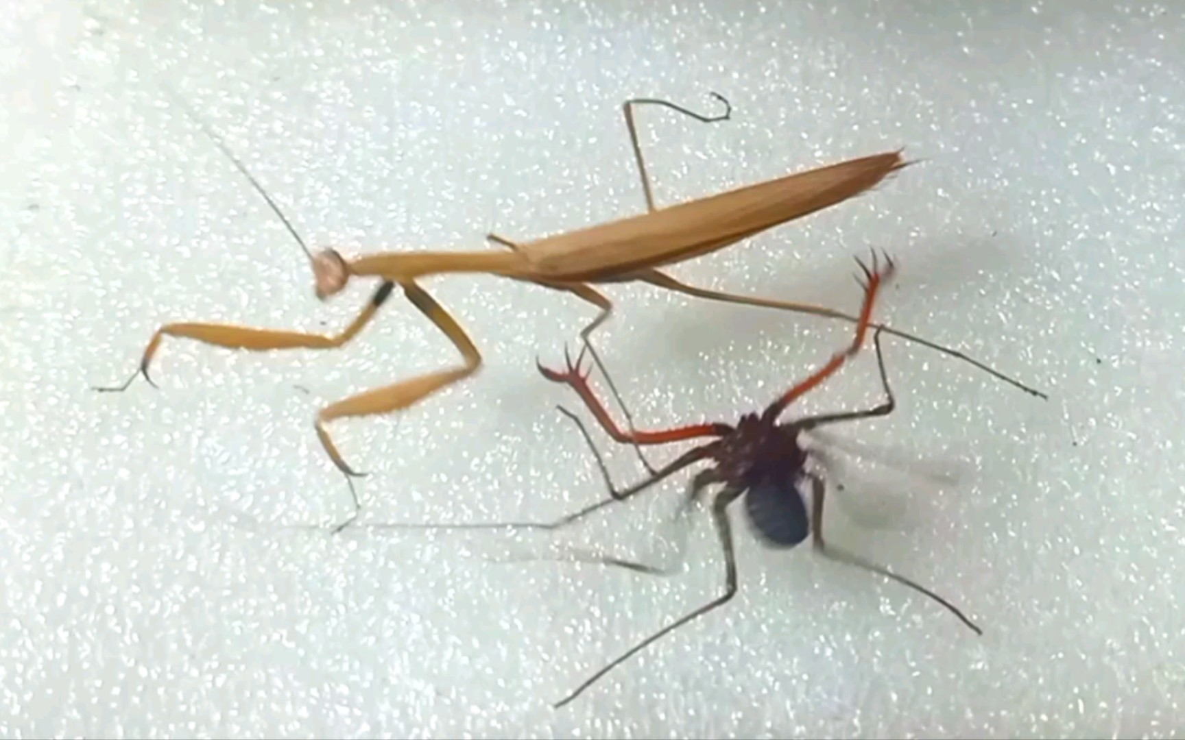 小鞭蛛与小螳螂比划比划你俩搁这打太极呢