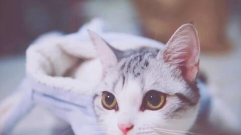 美国短毛猫 拥有一只猫界石原里美是什么体验 灰灰猫照片合集 哔哩哔哩 Bilibili