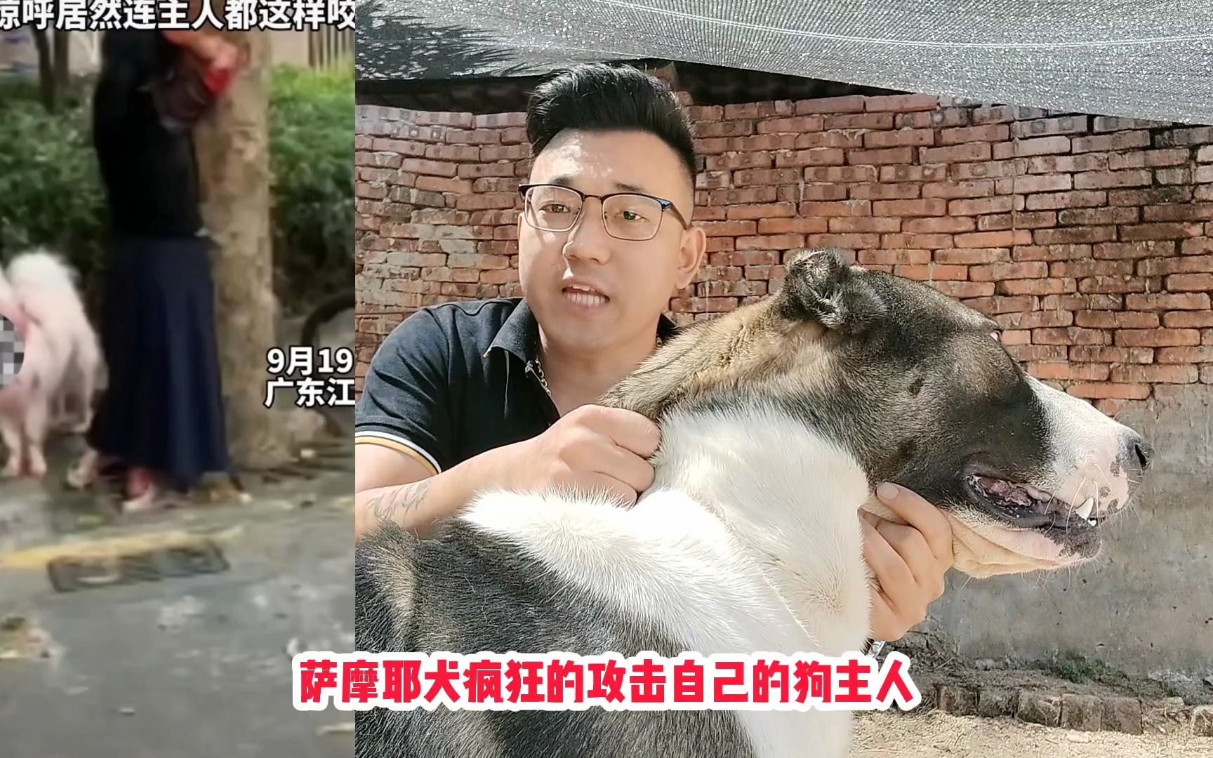 薩摩耶犬瘋狂攻擊狗主人,碰到瘋狗咬人如何自保