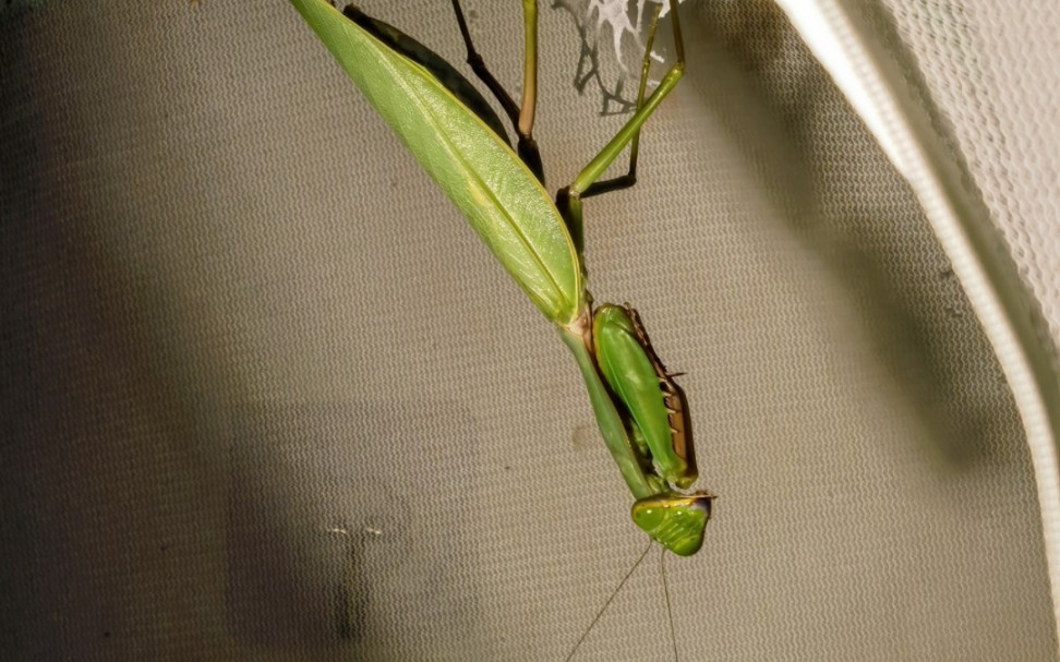 夺嫡菱背螳羽化