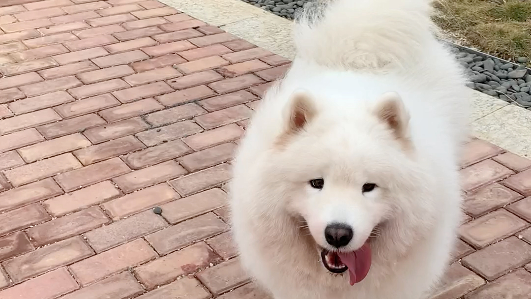 见过短腿的胖白萨摩耶怎么跑步没?哈哈哈_哔哩哔哩_bilibili