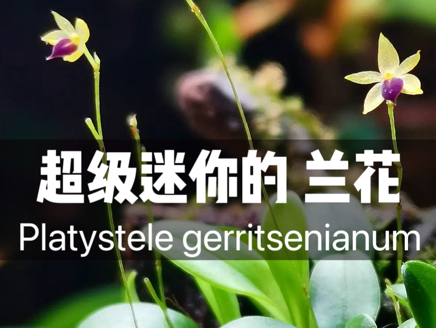 树精兰Platystele gerritsenianum叶子很小巧的一种树精兰,标准的家族五角型花形,很精致的小花,全年开花,喜欢微型兰花的心头好哔哩哔哩bilibili