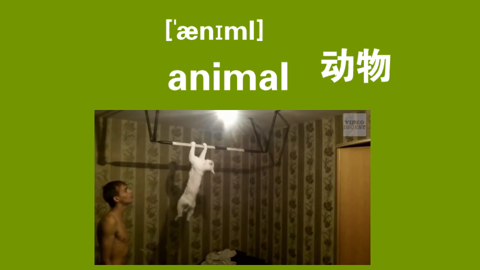 animal:动物哔哩哔哩bilibili