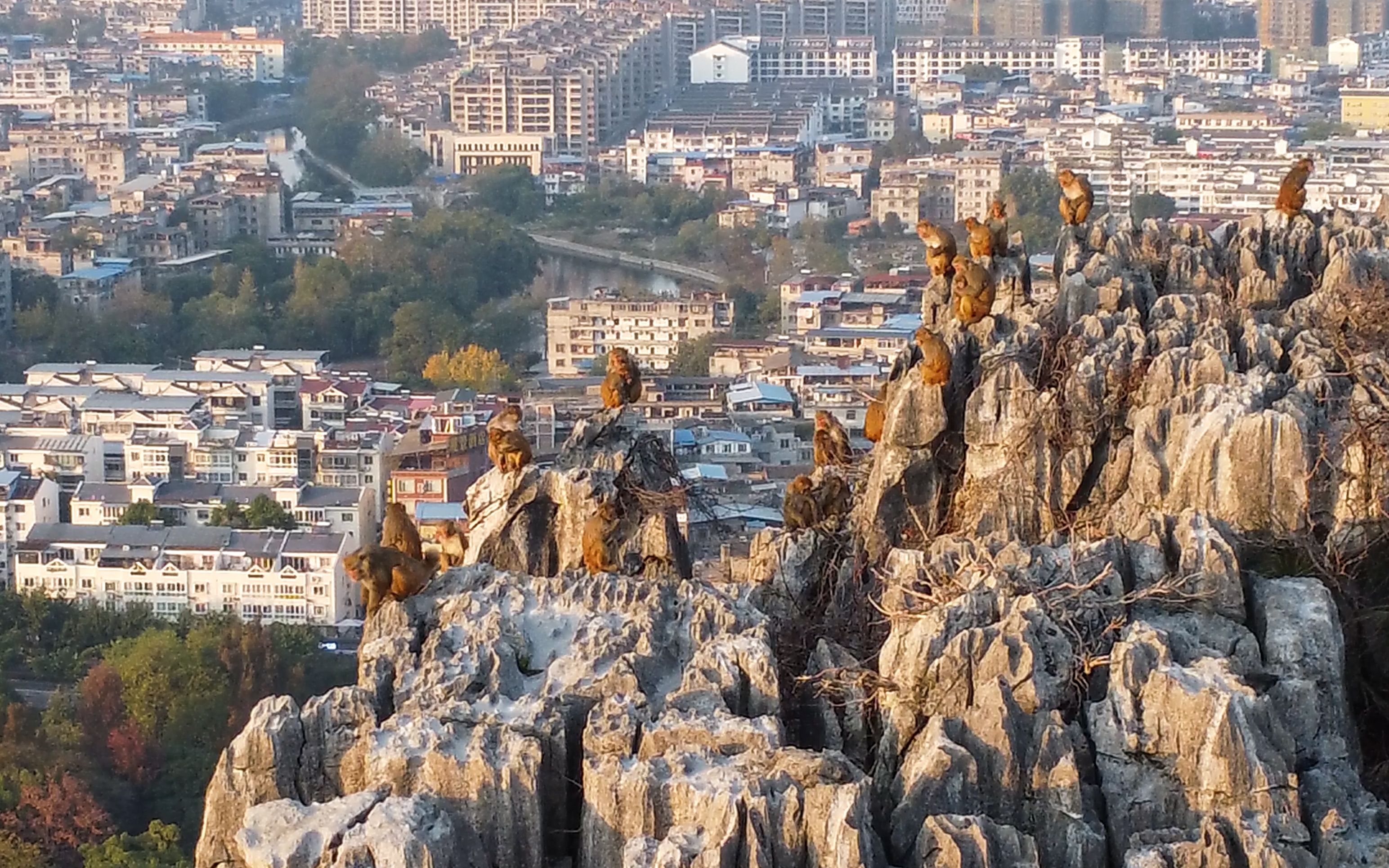 【桂林】七星公园 山顶 猴群 夕阳| Shot on DJI Mini 2哔哩哔哩bilibili