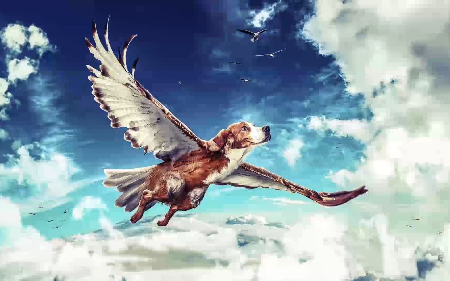 【ps教程】看ps大神制作会飞的狗【photoshop】【平面设计教程】【cdr