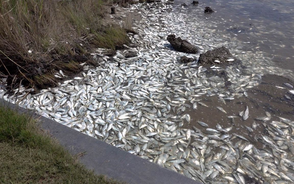男子承包一鱼塘,隔三差五发现死鱼,抽干水后让他倒吸一口凉气
