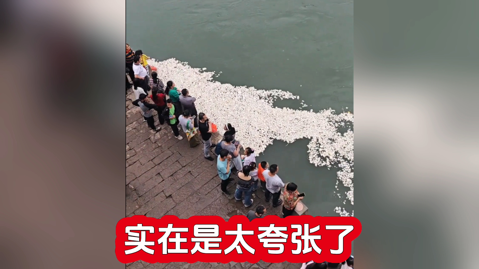 鱼都快吃吐了！”江面漂满白花花馒头，有人一次买25个投喂宜宾合江门江面飘一层馒头！鱼：吃不完，根本吃不完