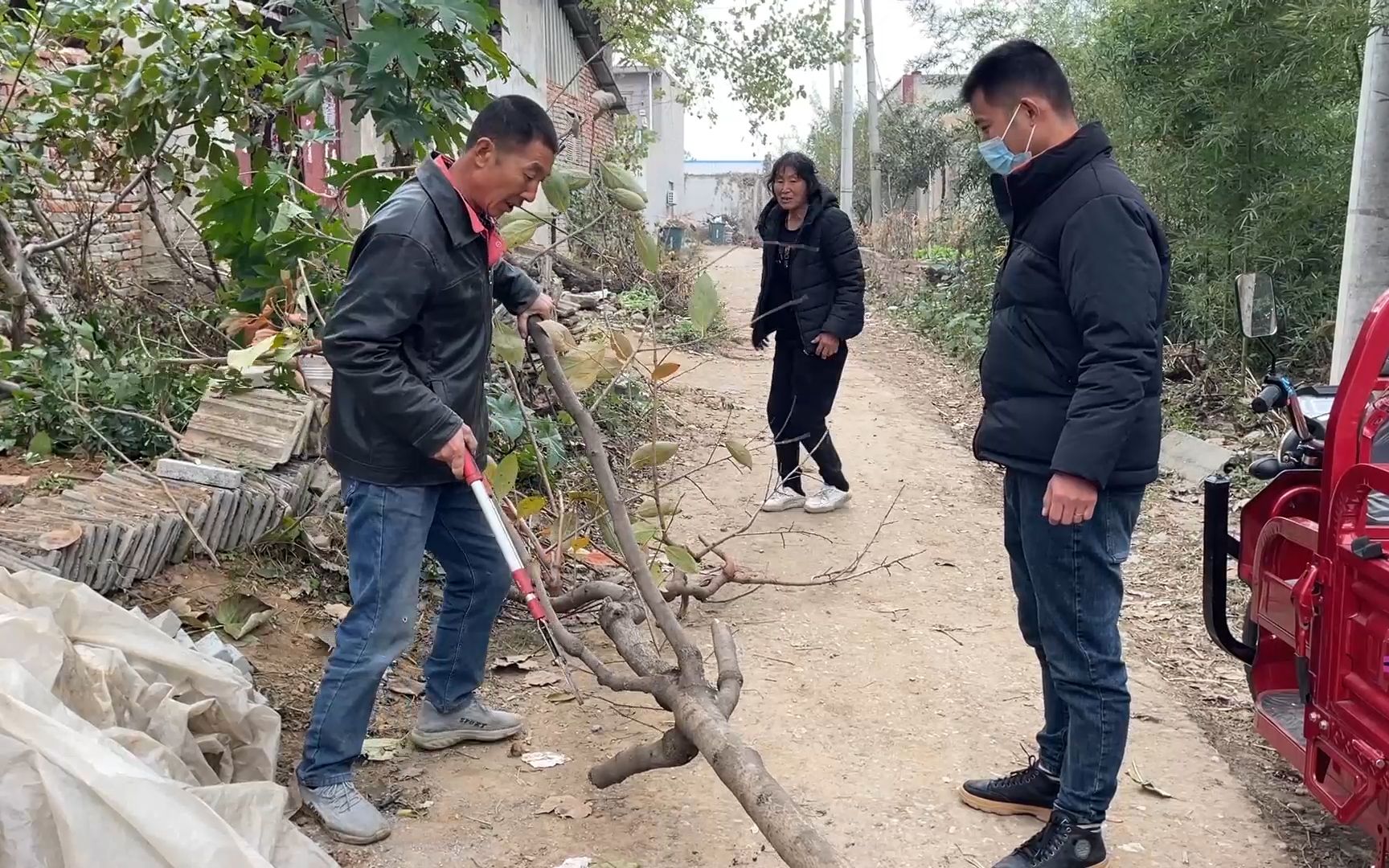 [图]老爸干活的地方 ，东家有一棵柿子树不要了，今天拉回家栽地里