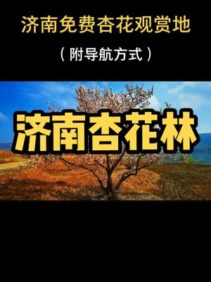 济南免费杏花观赏地,附导航方式哔哩哔哩bilibili