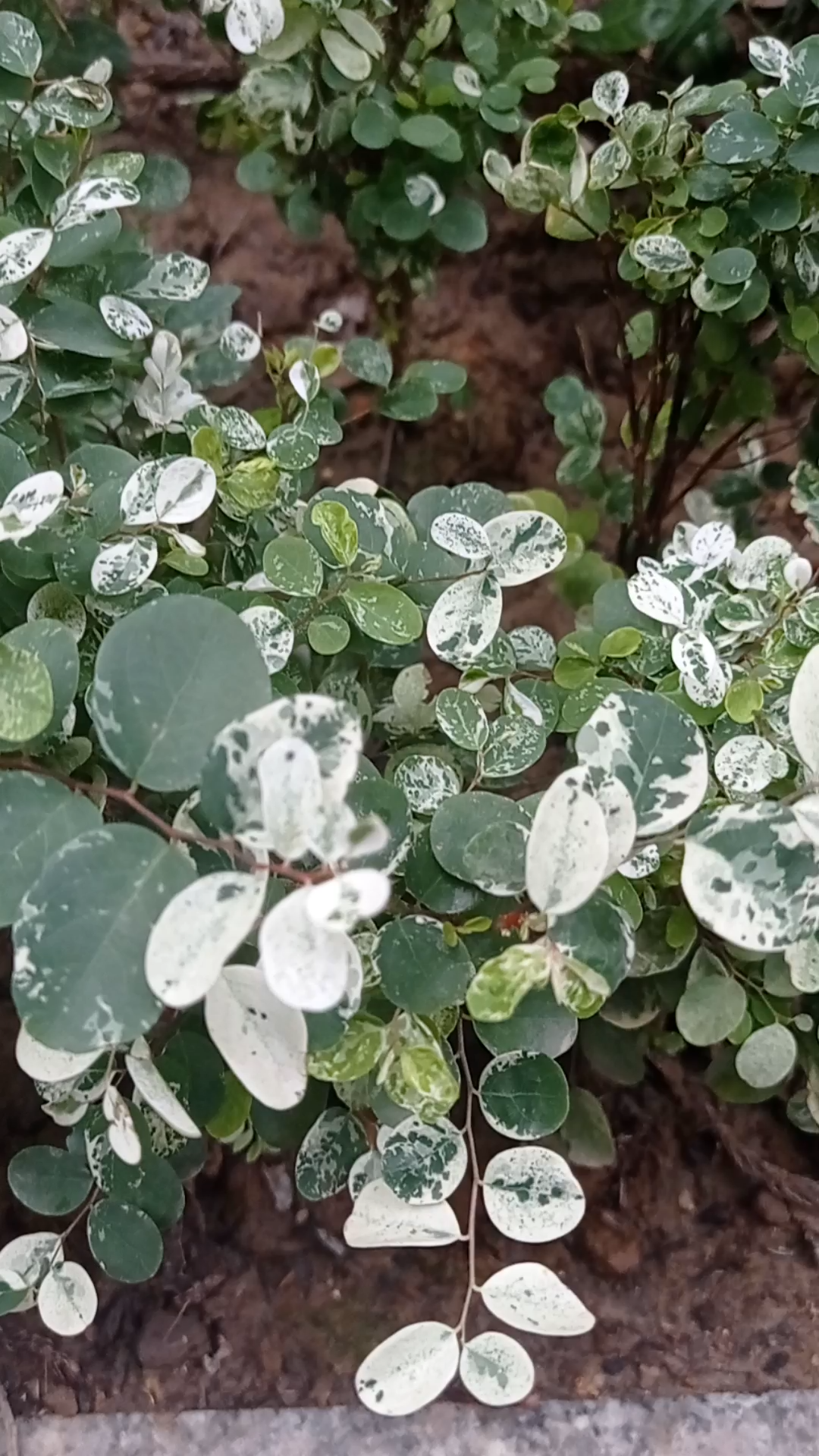 【日常生活】瞧瞧这霸气的名字——二列黑面神(据说又叫雪花木)