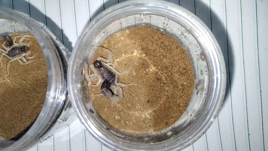 中文学名青玉粗尾蝎 拉丁学名parabuthus raudus