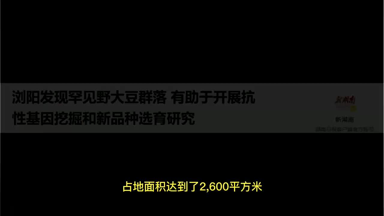 湖南发现野大豆有多重要?美国用1粒中国大豆,改变全球大豆行业哔哩哔哩bilibili