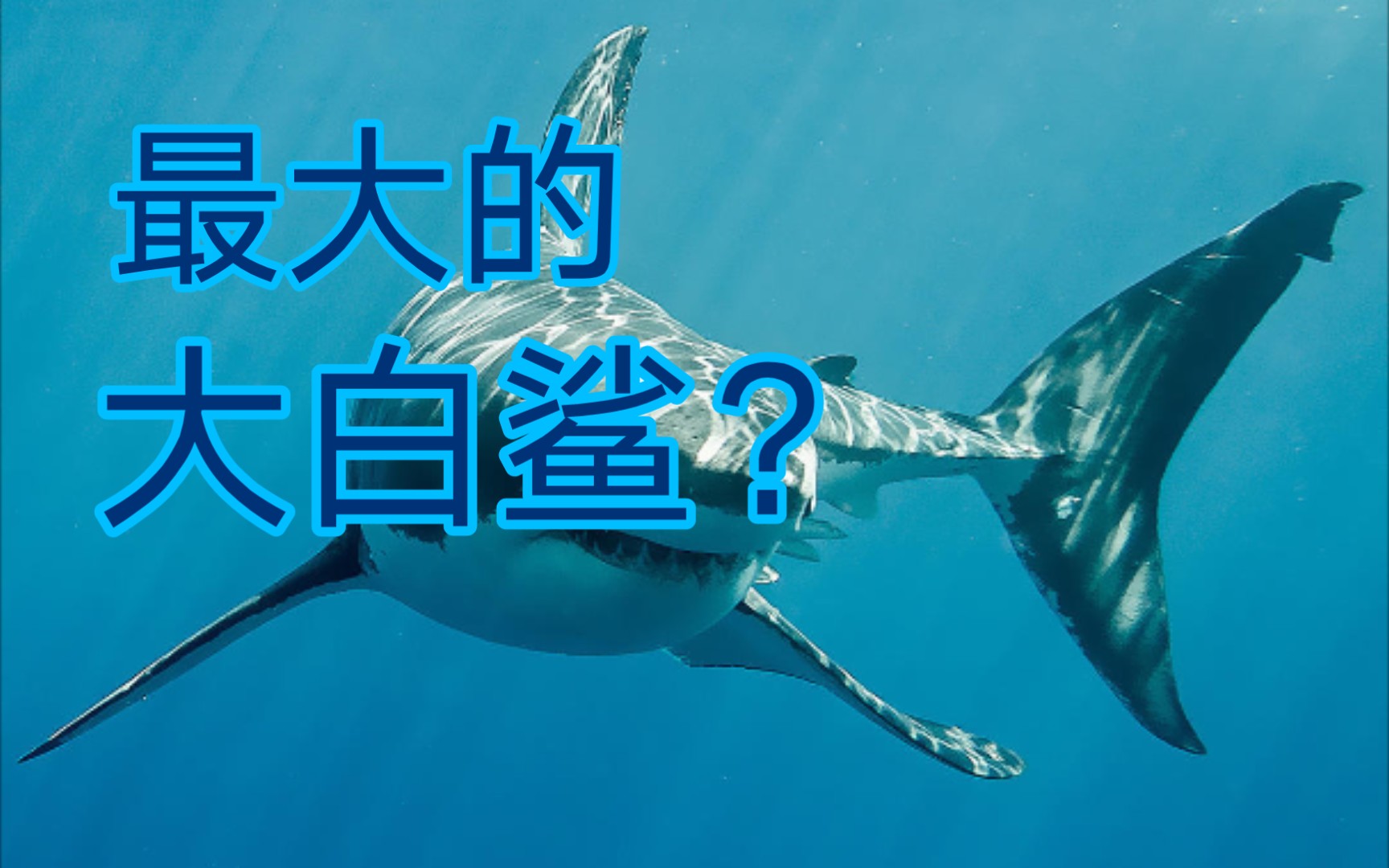 【转载翻译】深蓝,现存最大的大白鲨?