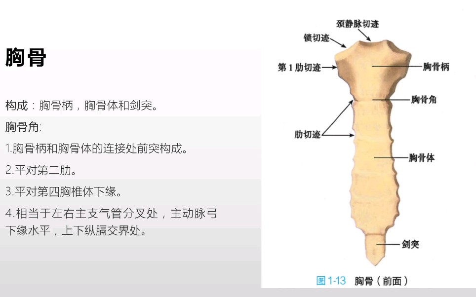 系统解剖学中轴骨之躯干骨2(重点知识理解和记忆)哔哩哔哩bilibili