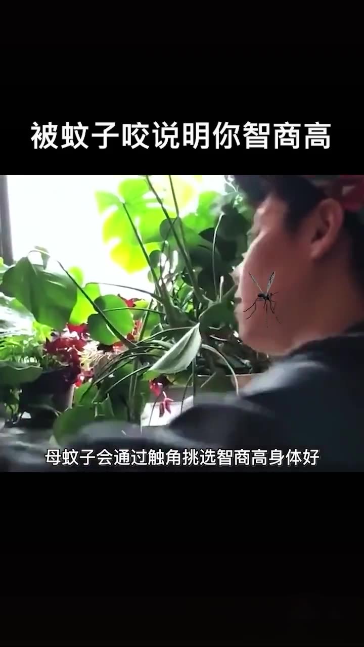 [图]以后被蚊子咬也可以骄傲了