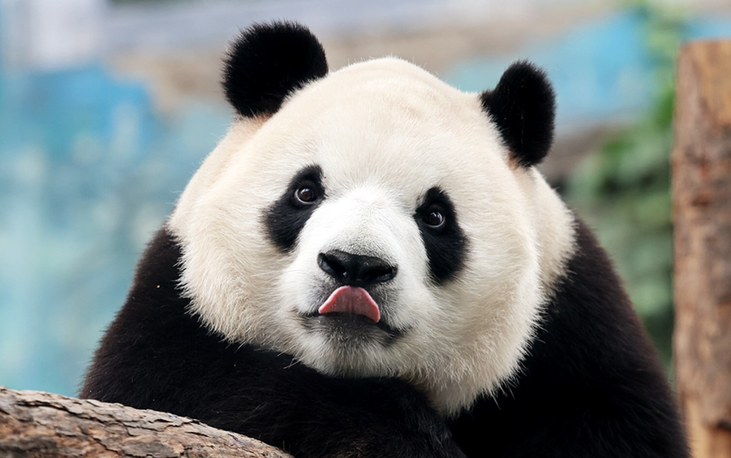 【大熊猫福星】解锁吊桥.2022.6.11.摄于北京动物园