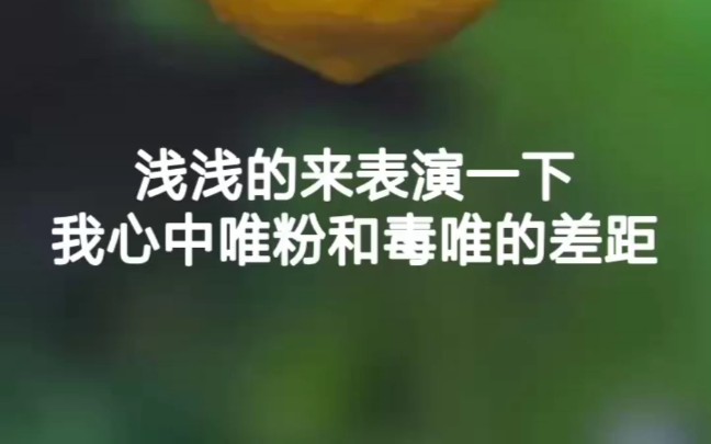 浅浅表演一下我心目中唯粉和毒唯的区别(别骂我)哔哩哔哩bilibili