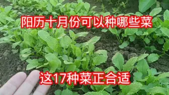 下载视频: 十月份可以种哪些菜？这17种菜正合适，大家别忘了