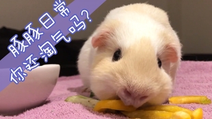 荷兰猪篇第30集 如何照顾断牙的荷兰猪 哔哩哔哩 つロ干杯 Bilibili 荷兰猪篇第30集 如何照顾断牙的荷兰猪 哔哩哔哩 つロ干杯 Bilibili