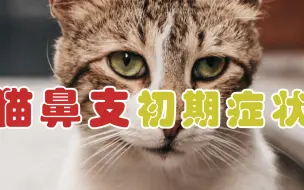 Download Video: 猫鼻支初期症状