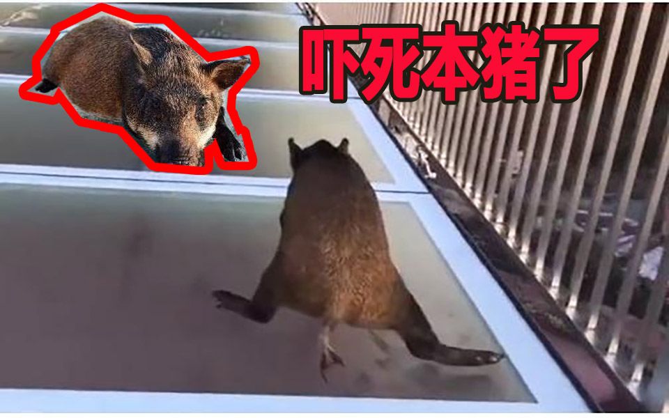 小野猪误入玻璃桥吓到劈叉,原来猪也会"恐高"?