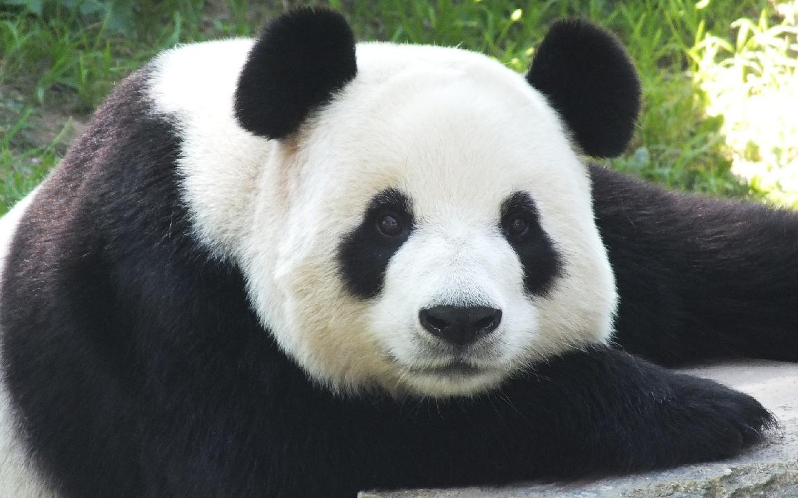 【大熊猫】熊猫飞云版超级玛丽