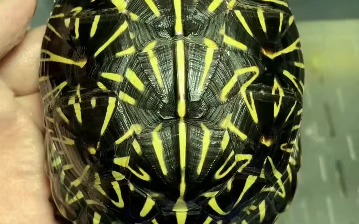 260克满纹佛箱亚成