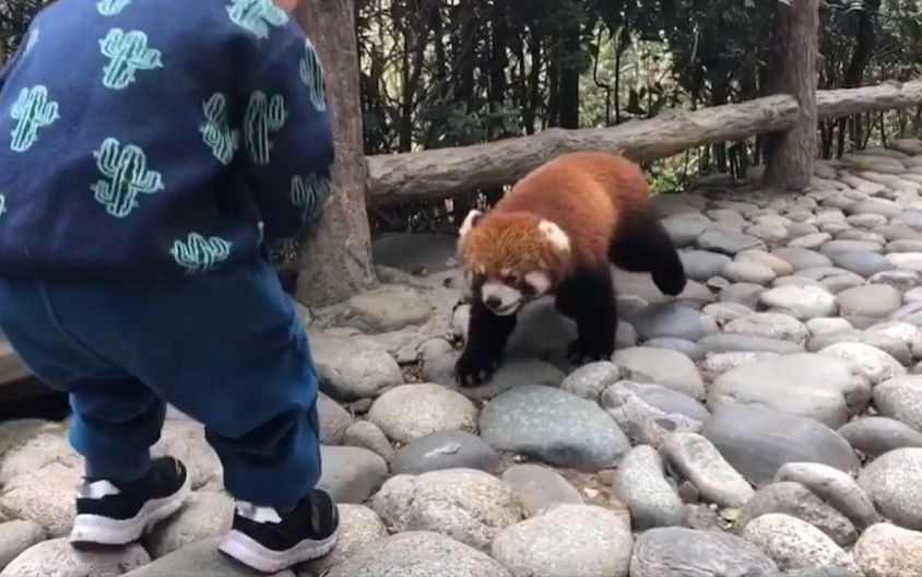 [图]坐标都江堰熊猫谷 非常棒的带娃地 人也不多 大熊猫是圈养的 小熊猫散养 小朋友可以和小熊猫亲切互动