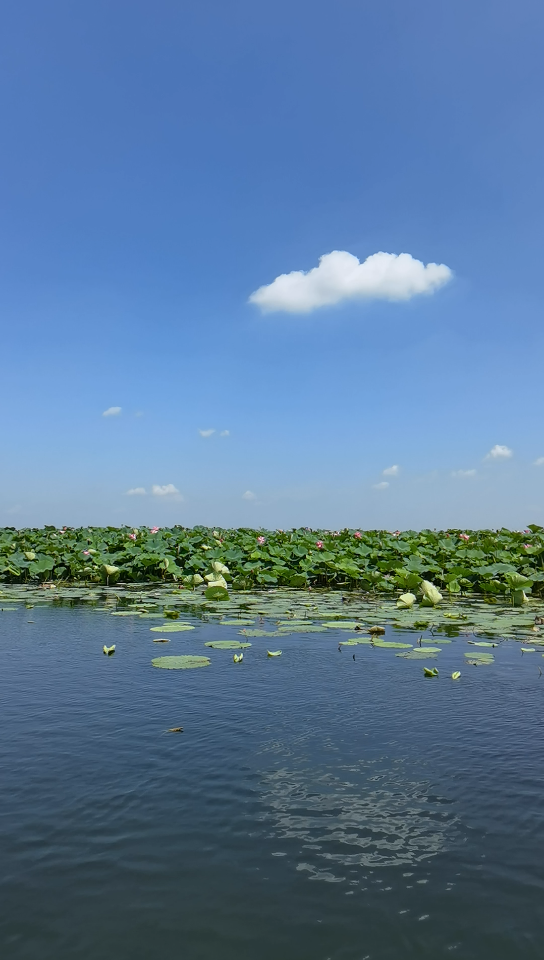 辽河七星湿地公园图片