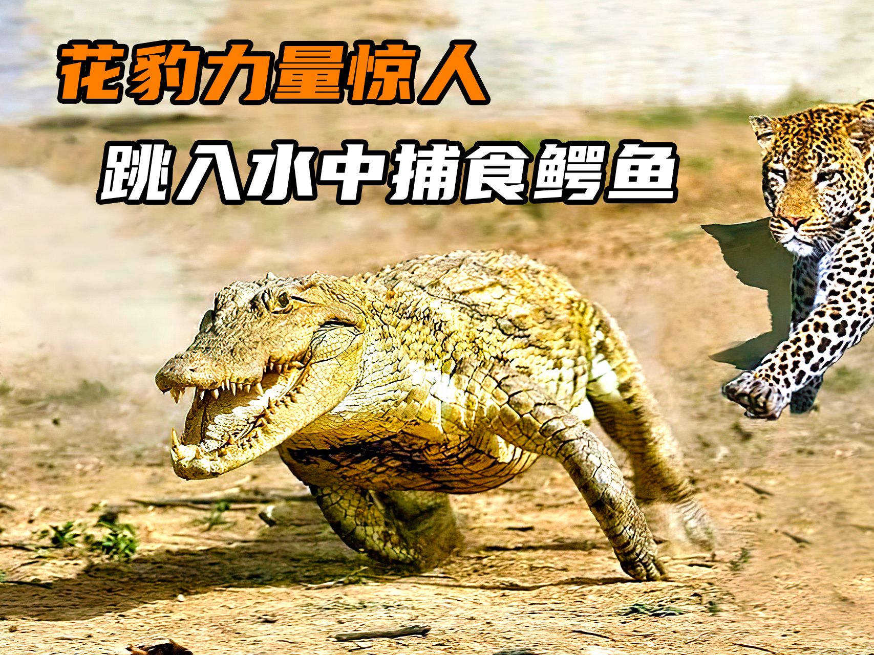 花豹力量惊人,跳入水中捕食鳄鱼,硬生生将鳄鱼拖上岸