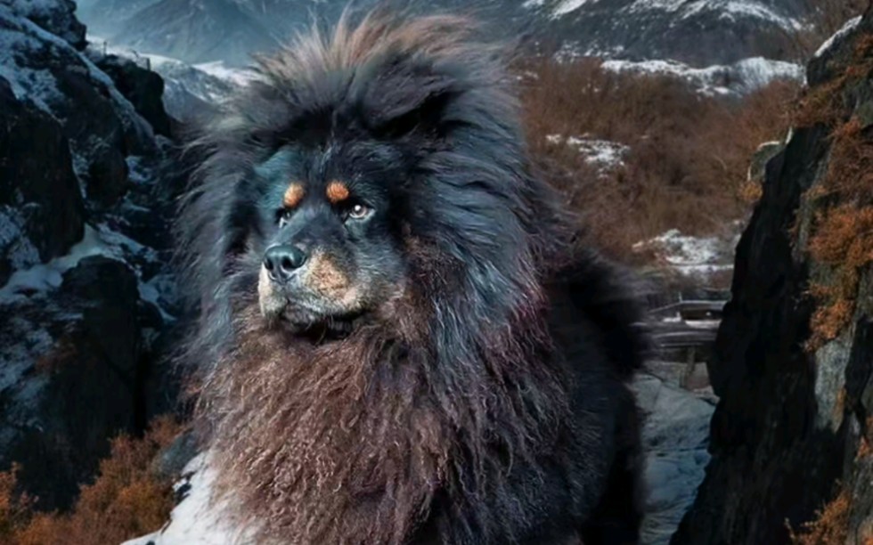 四眼铁包金松狮