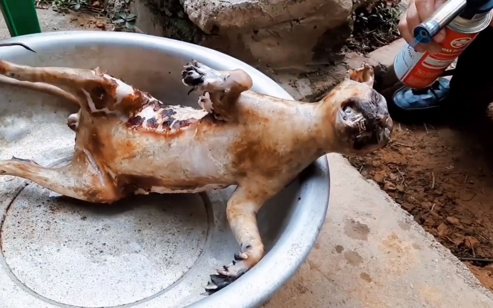 活动  它躲过了中国人的筷子,却没躲过越南人的屠刀,越南为何爱吃猫?