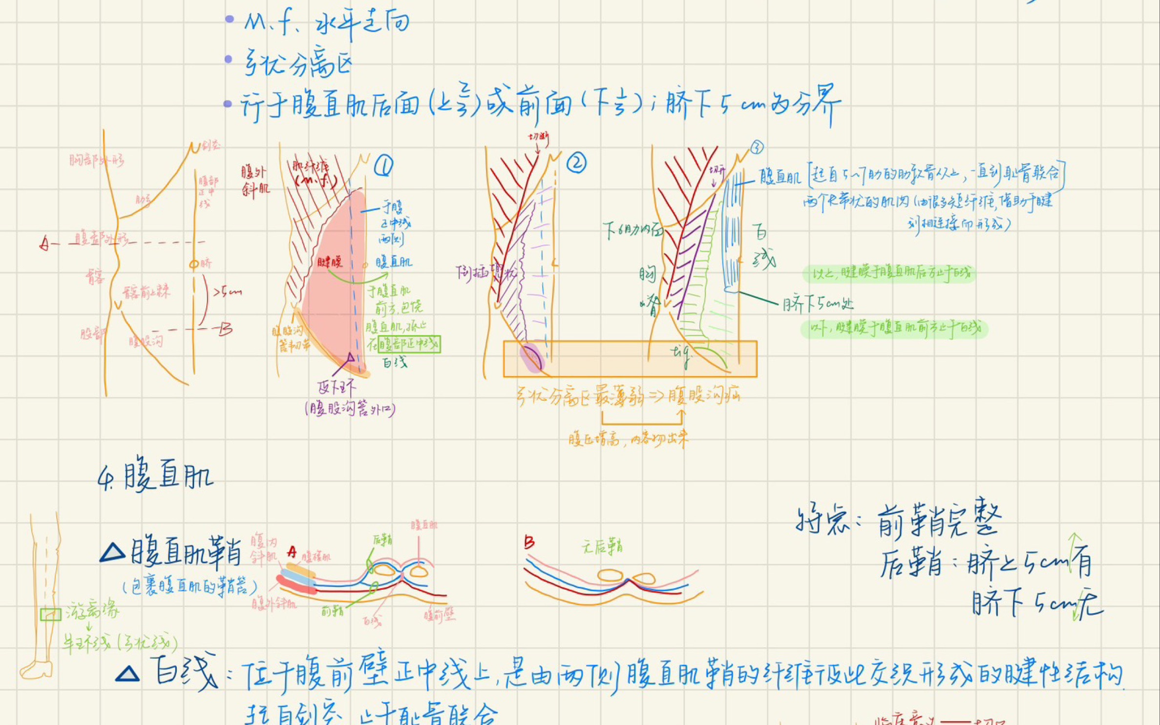 《系统解剖学》肌学 霍坤老师同步笔记哔哩哔哩bilibili