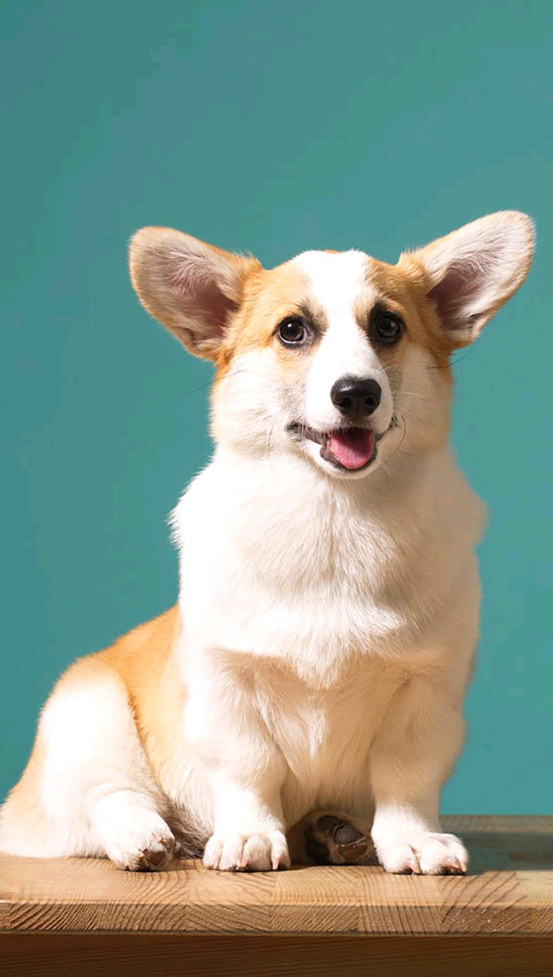 可爱的小短腿柯基宝宝