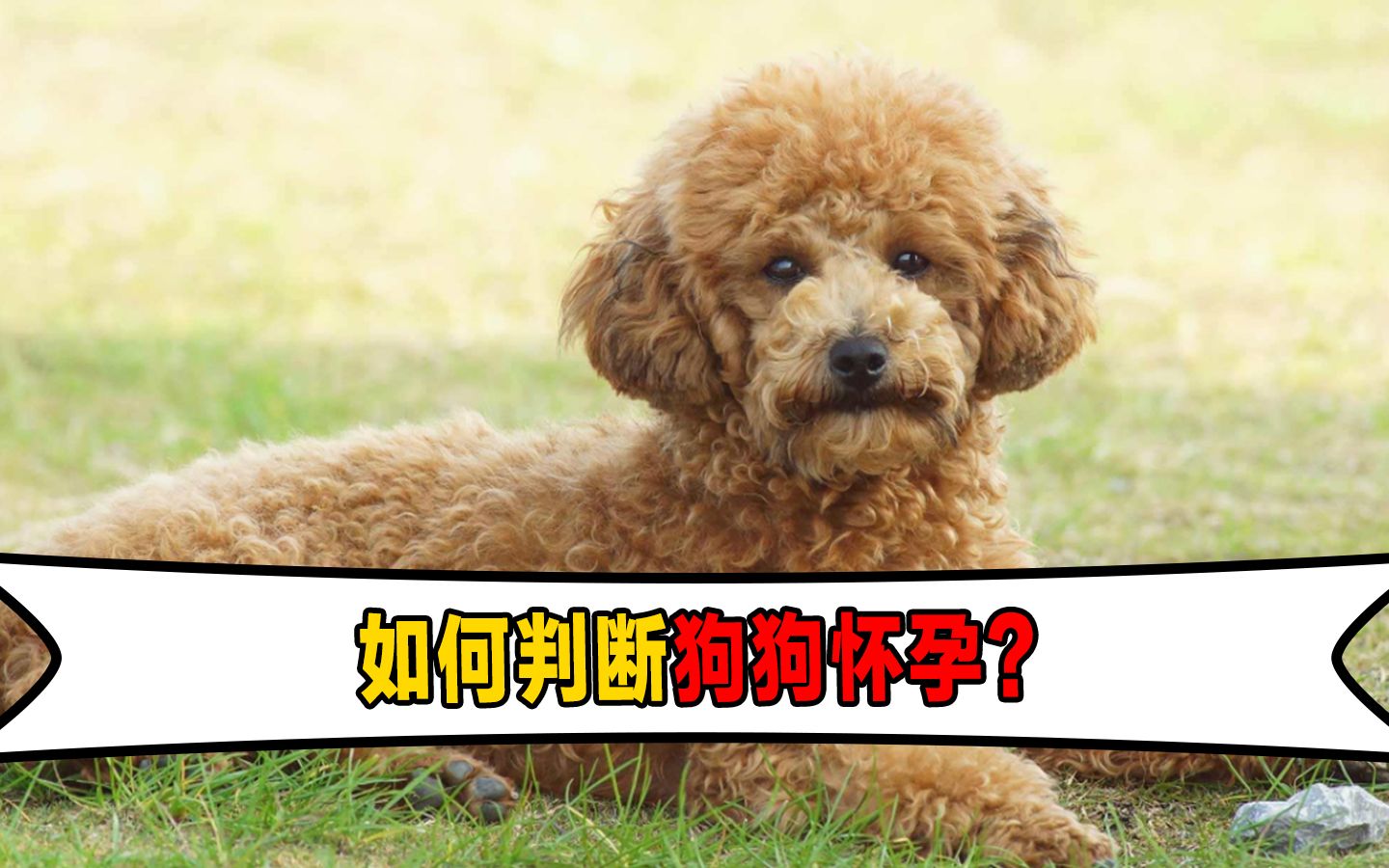 如何判断狗狗怀孕?