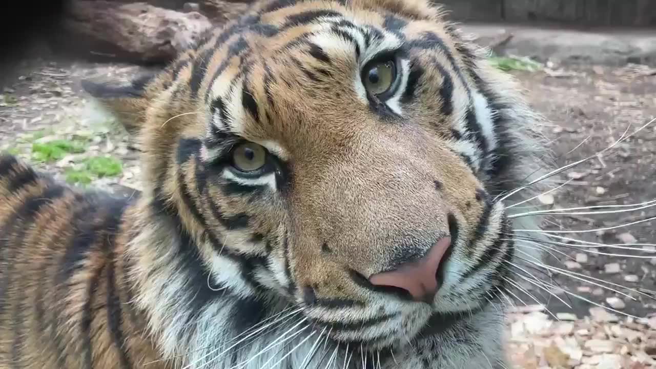 【老虎】近距离拍大橘猫