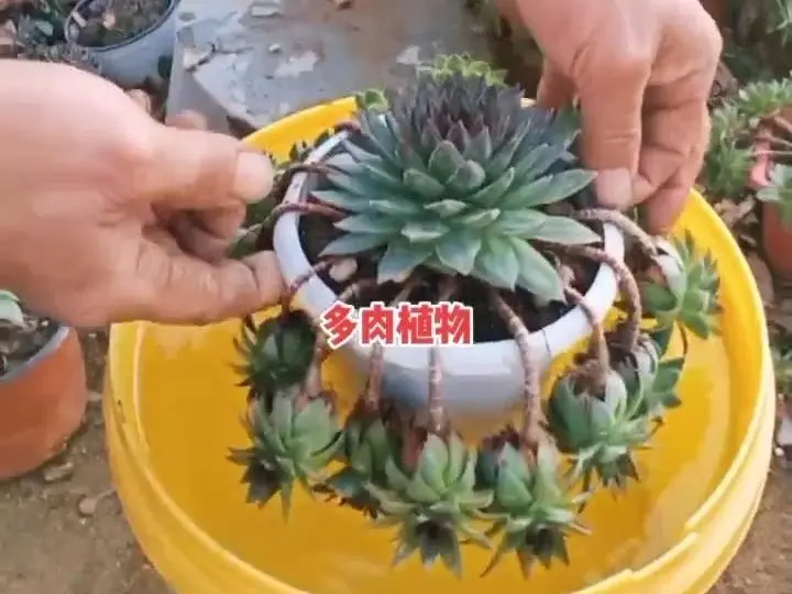 多肉植物恩西诺Echeveria secunda.El Encino 杂交品种叶片为浅绿色顶端 